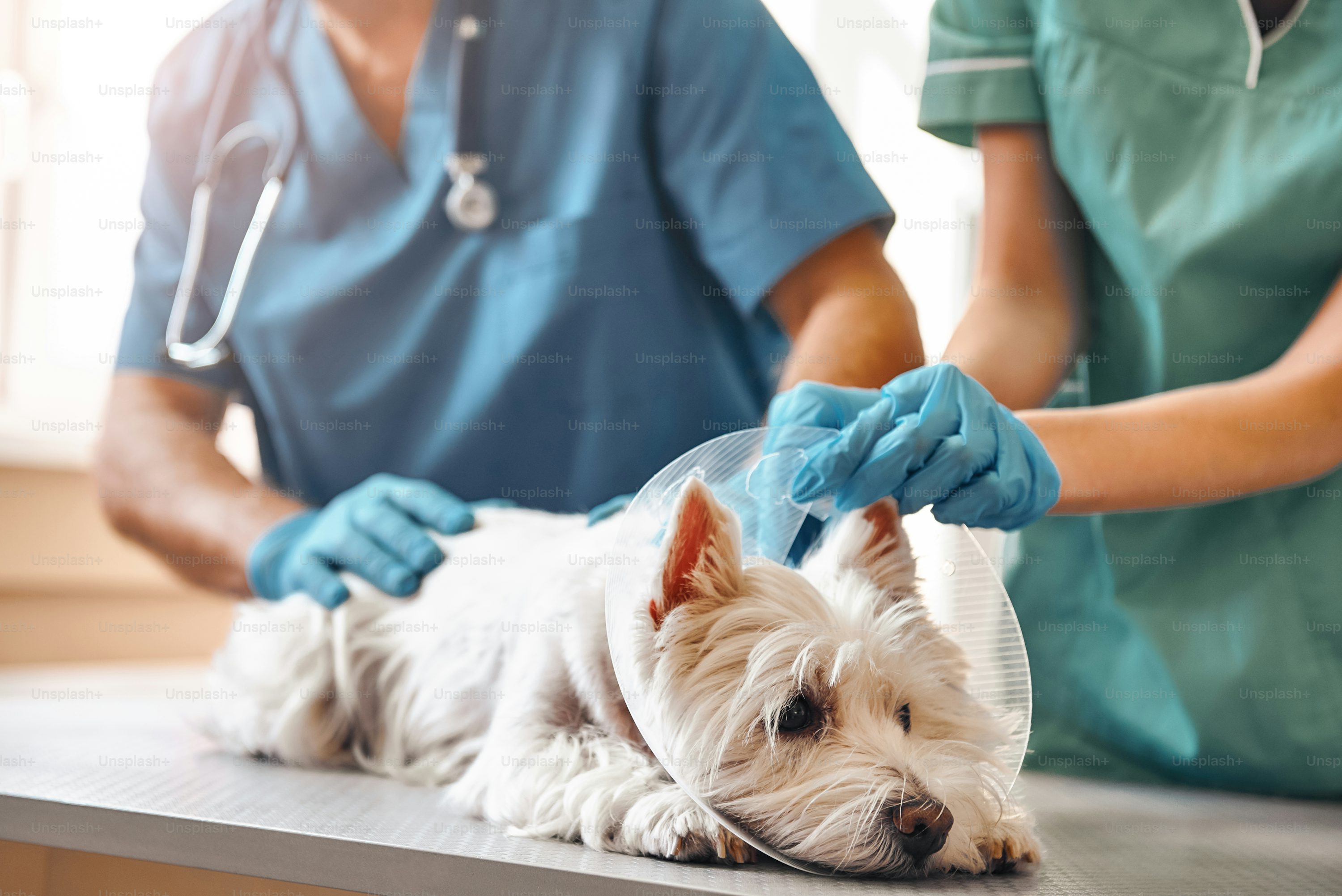 Imagen de Veterinaria Azulito